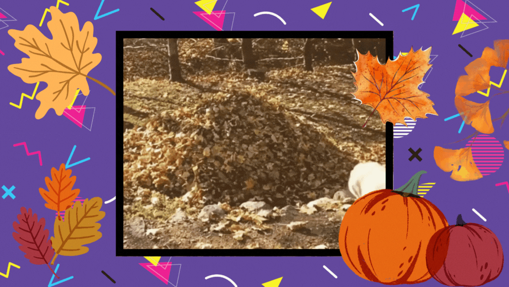 A dog jumping into a pile of leaves.